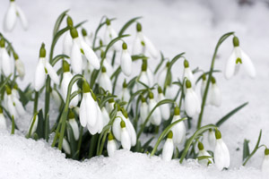 Snowdrops