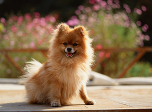 Pomeranian